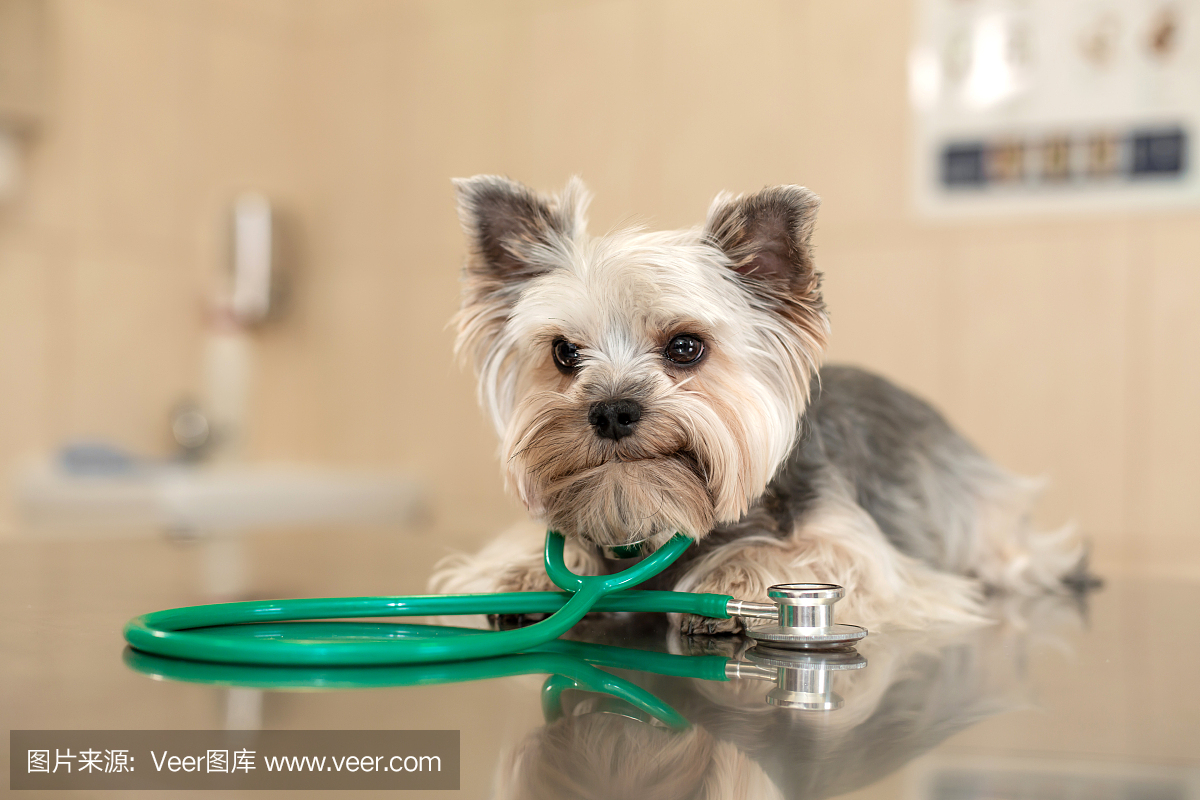 在一家兽医诊所里,一只可爱的约克郡犬正躺在配有听诊器的桌子上。r -在兽医诊所检查。快乐的狗兽医。“r”nBlurred背景