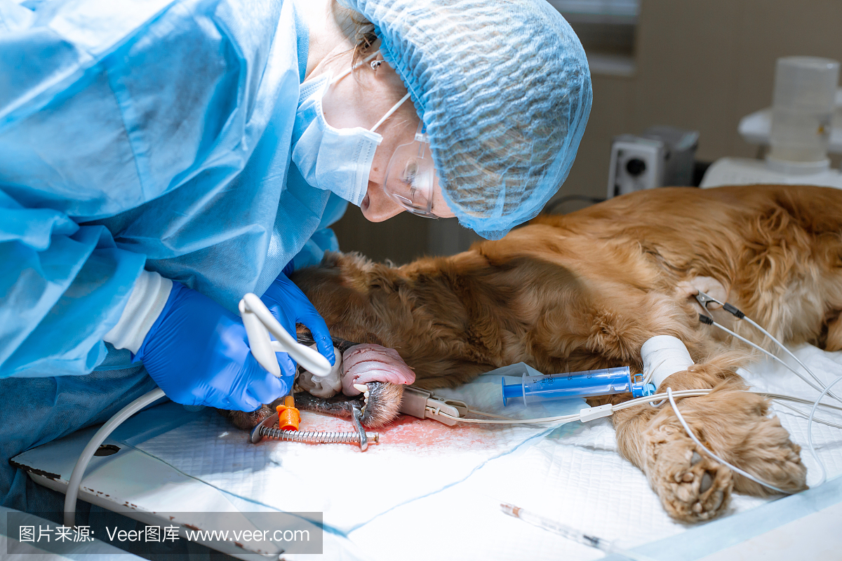 在兽医诊所的专业清洁狗牙齿的近距离程序。被麻醉的狗,舌头上有感应器。宠物医疗的概念
