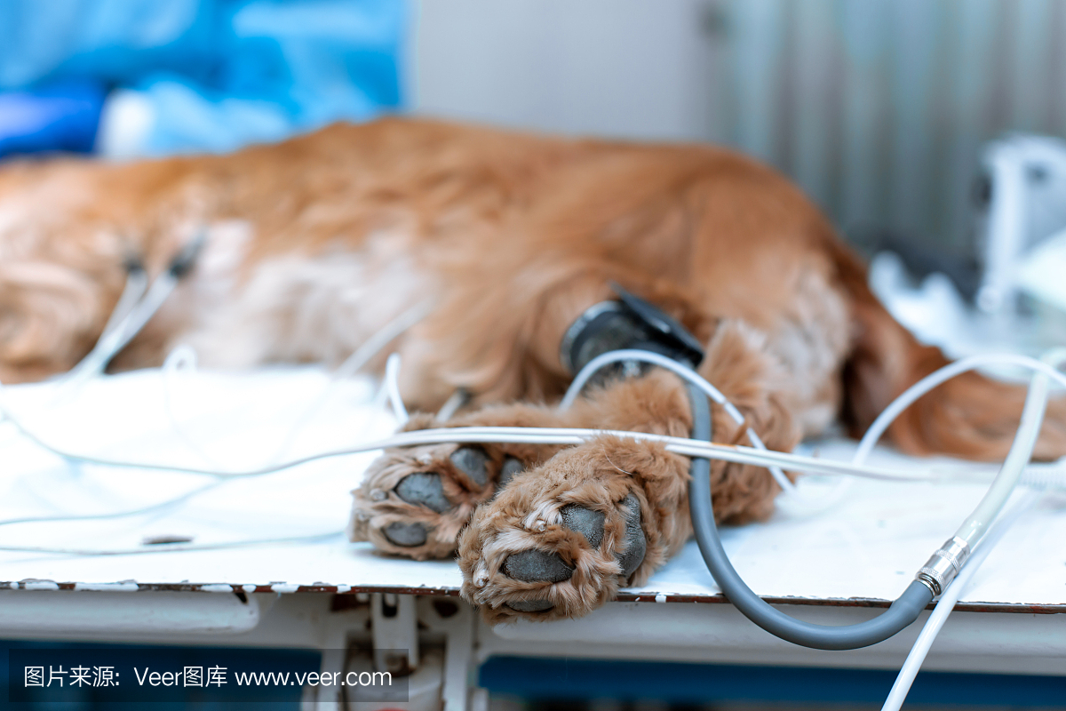 这只狗在兽医诊所的手术台上被麻醉