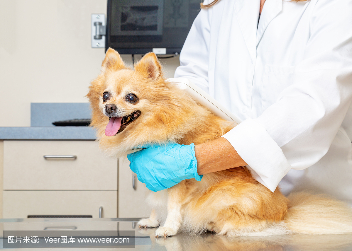 兽医在狗身上读取微芯片