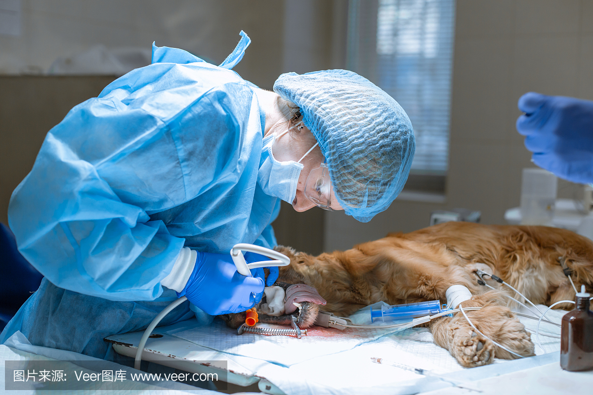 在兽医诊所的专业清洁狗牙齿的近距离程序。被麻醉的狗,舌头上有感应器。宠物医疗保健的概念。
