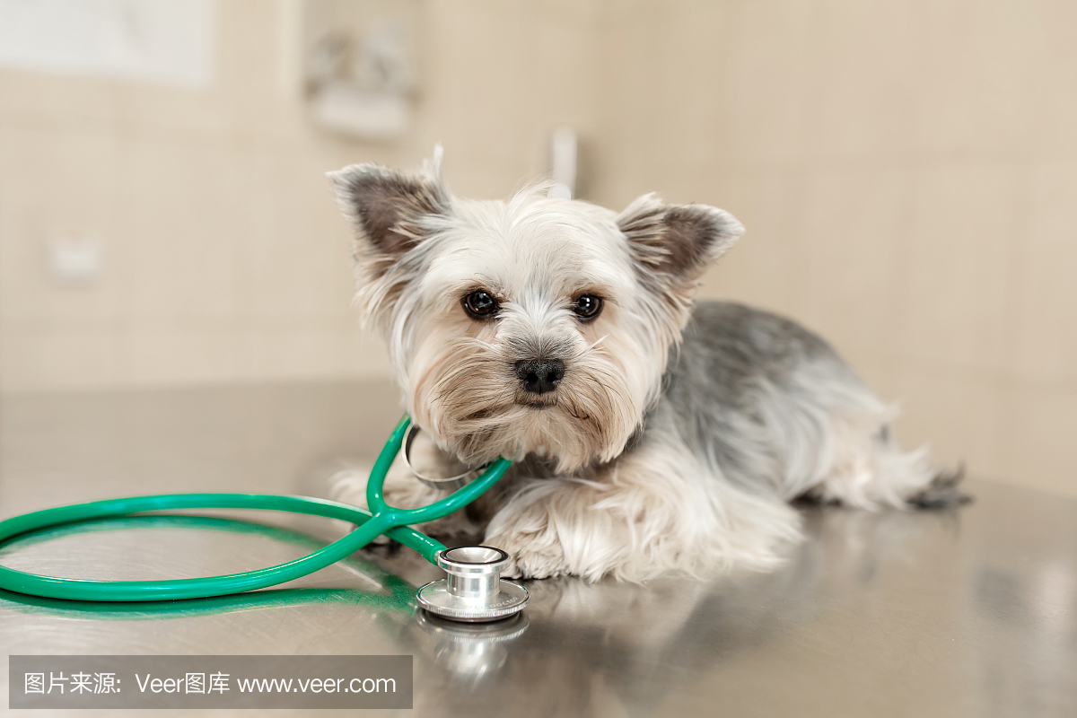 在一家兽医诊所里,一只可爱的约克郡犬正躺在配有听诊器的桌子上。在兽医诊所检查。快乐的狗兽医。模糊的背景。