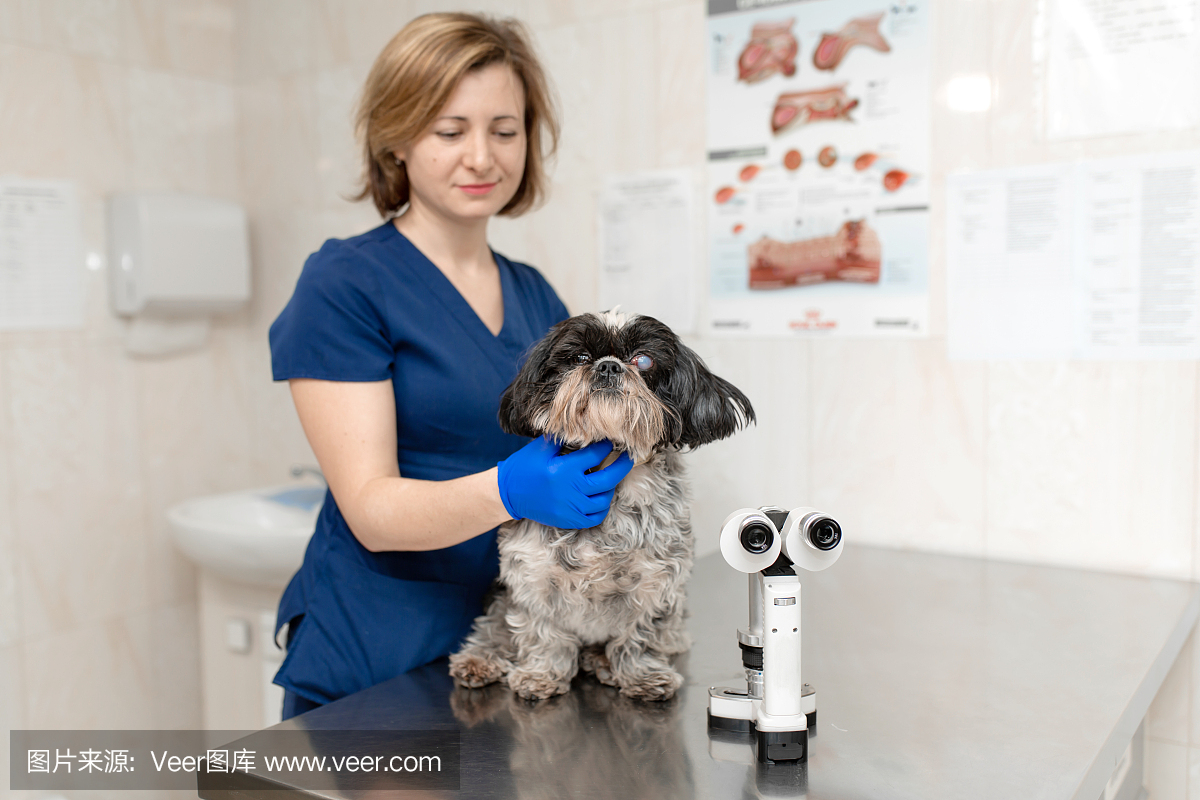 兽医眼科医生做了一个医疗程序,检查一只眼睛受伤的狗的眼睛。一位兽医用裂隙灯做生物显微镜