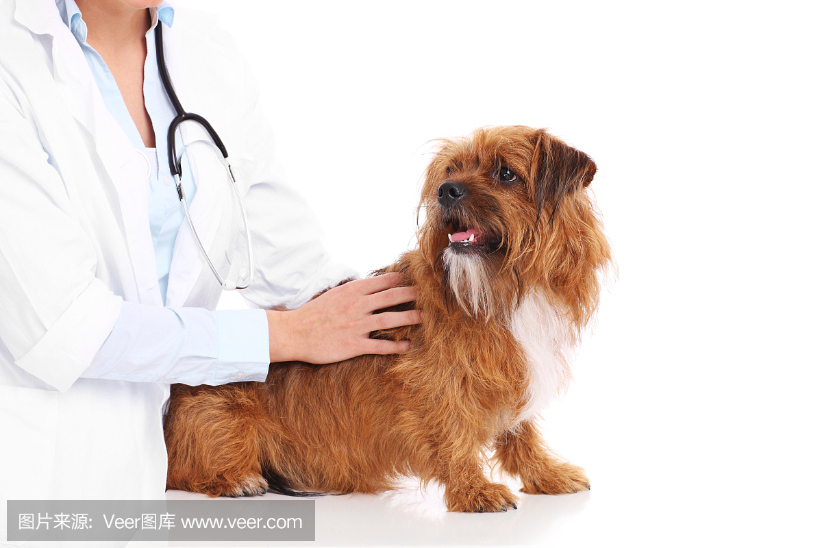 兽医和狗